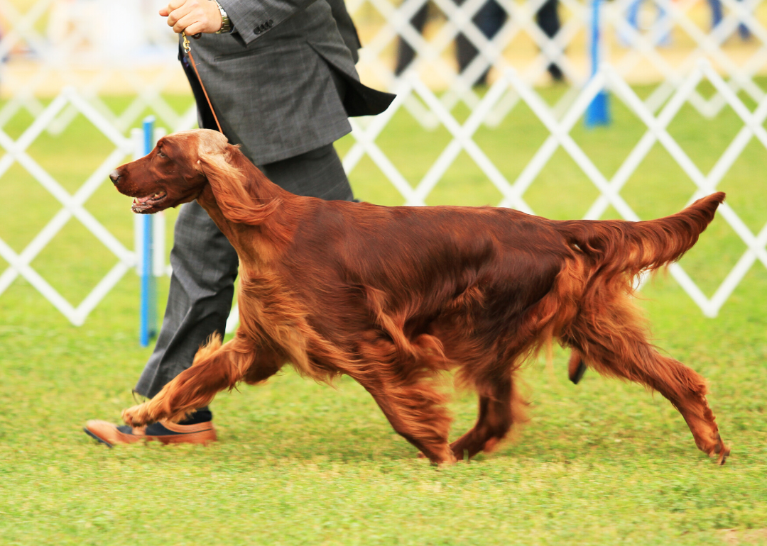 The first purebred dogs in the U.S. were recognized in 1878